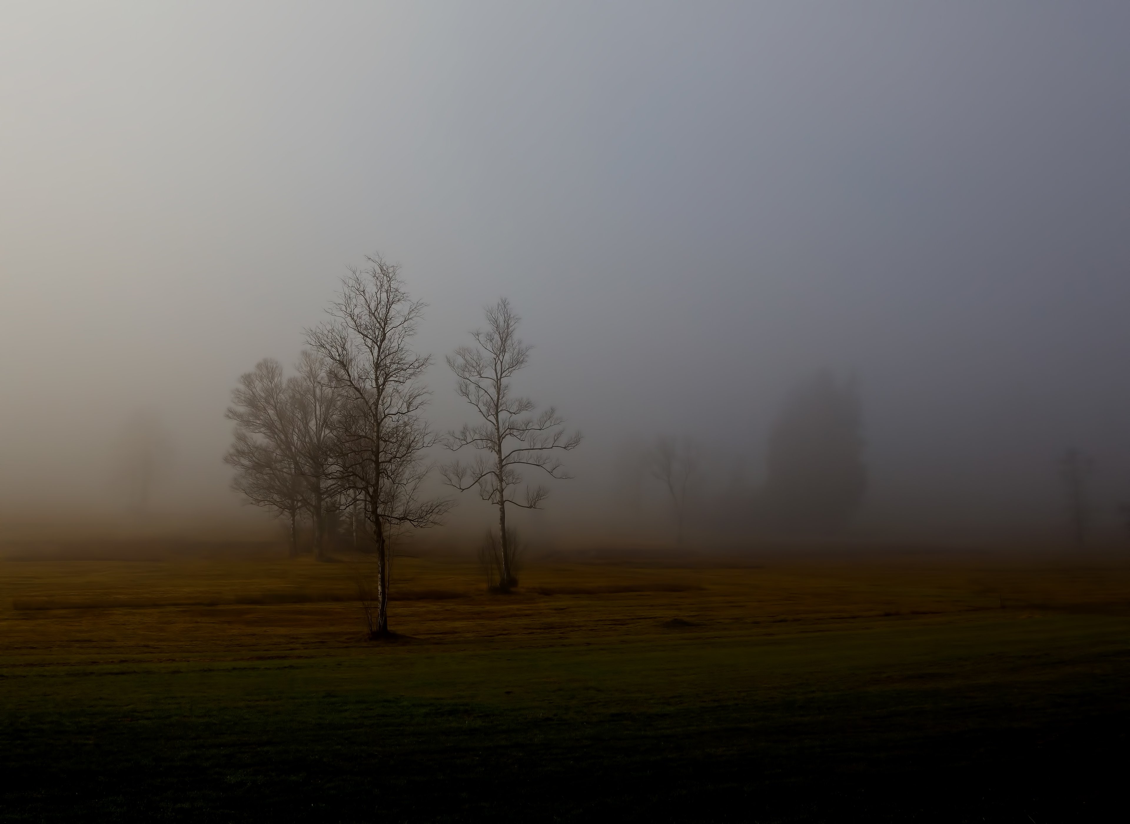 Bare trees in autumn fog at dusk